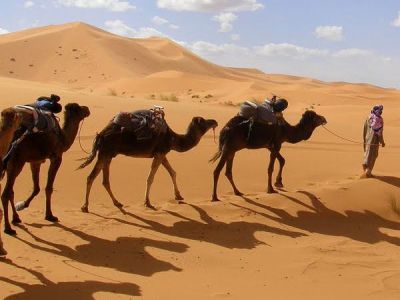 Factores de adaptación de los camellos en el desierto